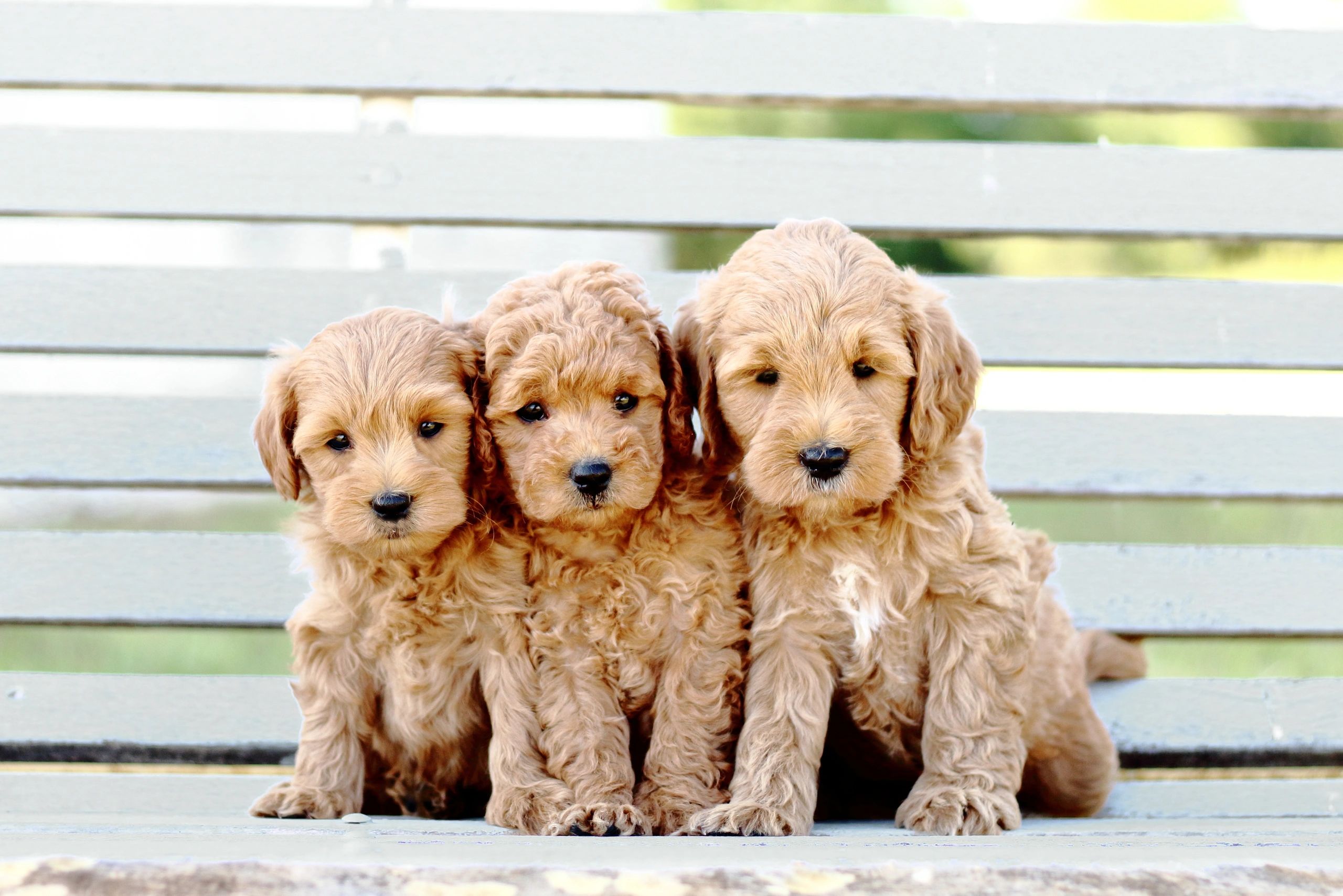 Golden River Puppies Miniature Goldendoodle Puppy Golden River Puppies